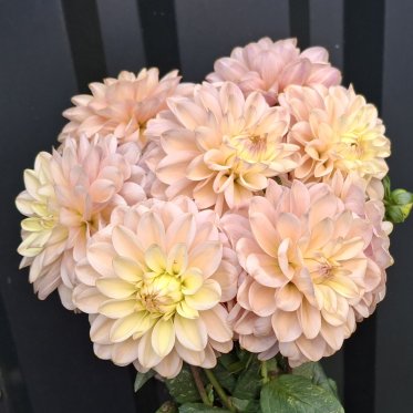 DAHLIA NYHED 2027