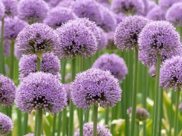 Allium/Prydløg 