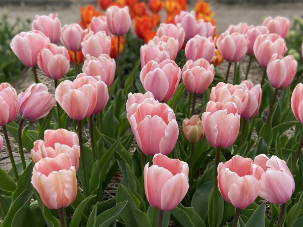 Tulipanløg  (starter i maj)