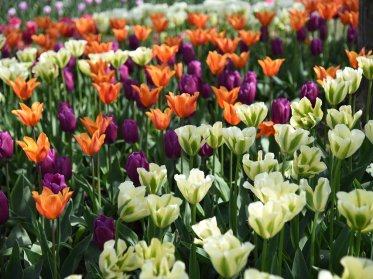 Alle Tulipaner