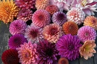 Dahlia Mix
