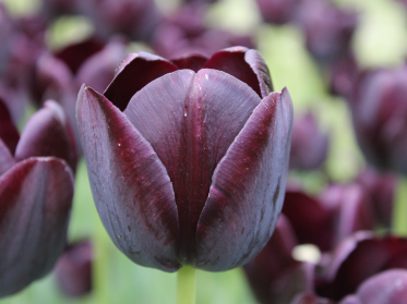 Enkelt tidlig og sen