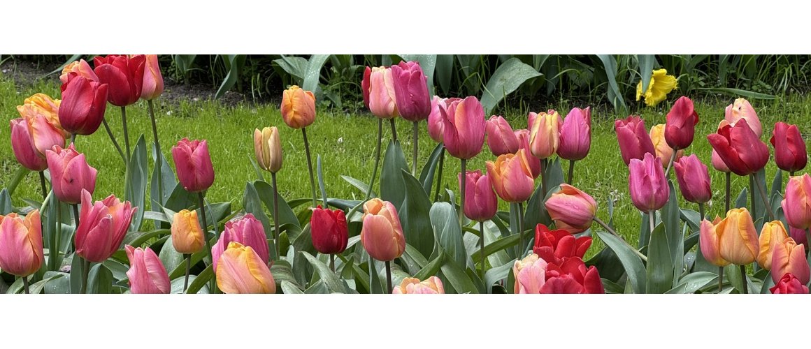 Se vores udvalg af Tulipaner
