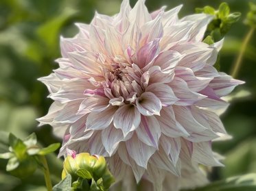 Dinnerplate    25-30 cm