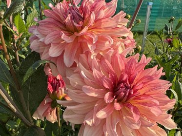 Large Decorativ 20-25cm