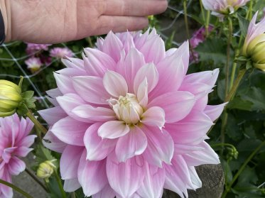 Medium Decorativ 15-20 cm