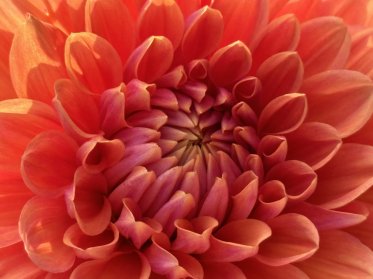   Small   Decorativ 5-15 cm