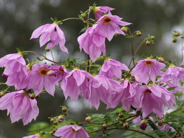 Single/Speciale/Dværg