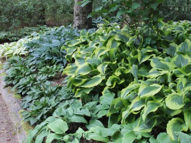 Hosta