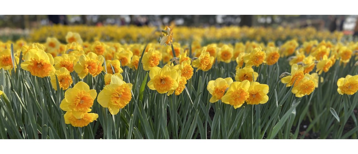 Kæmpe udvalg af Påskeliljeløg