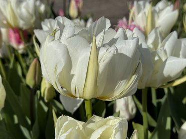 Fosteriana/Greigii/Kaufmanniana