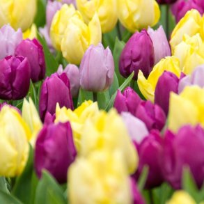 Tulipan Prince mix 50 l�g