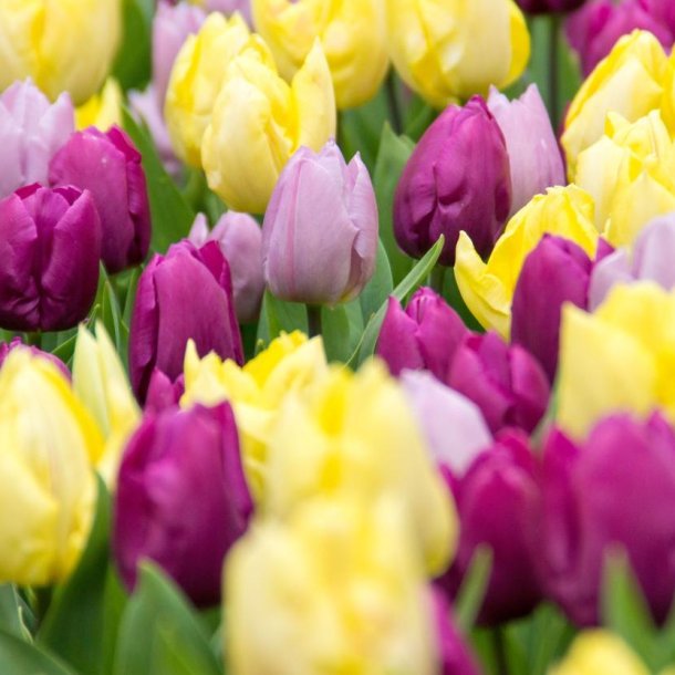 Tulipan Prince mix 50 l�g
