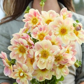 Dahlia April Heather