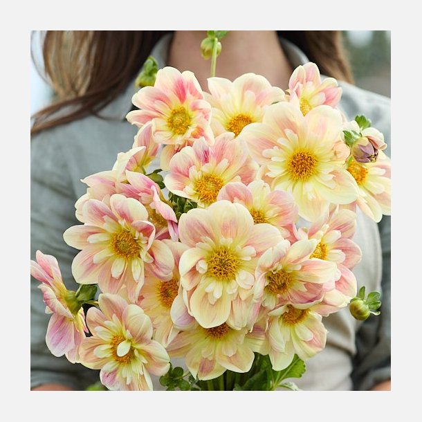 Dahlia April Heather