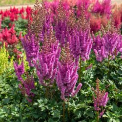 Astilbe Black Pearl