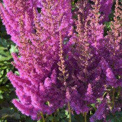 Astilbe Black Pearl