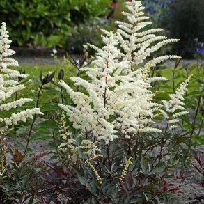 Astilbe Cappuccino