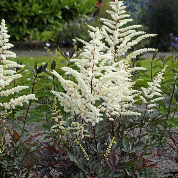 Astilbe Cappuccino