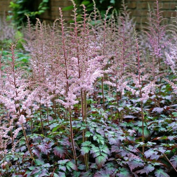 Astilbe Color Flash