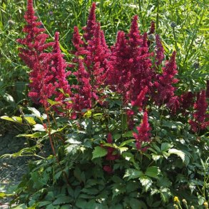 Astilbe Fanal