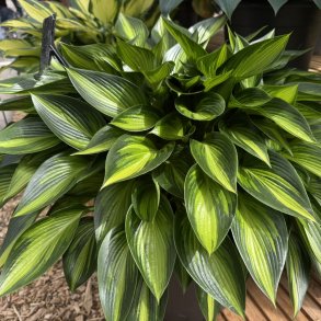 Hosta Ayesha