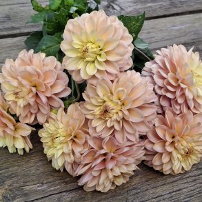 Dahlia Bazuin Candy