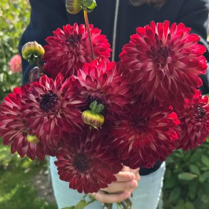 Dahlia Bazuin Fyr
