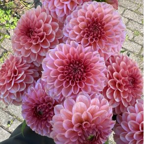 Dahlia Bazuin Ymke