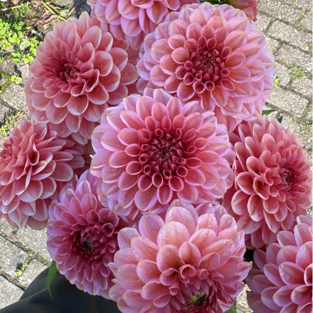 Dahlia Bazuin Ymke