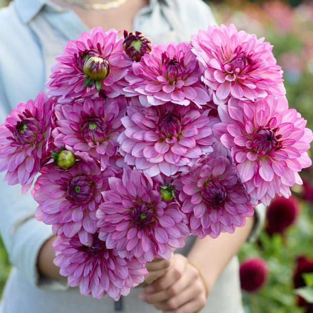 Dahlia Bright Amethyst