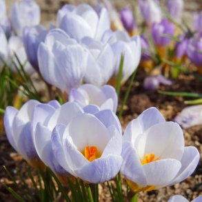 Krokus Blue Pearl 20 lg