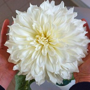 Dahlia Fleurel