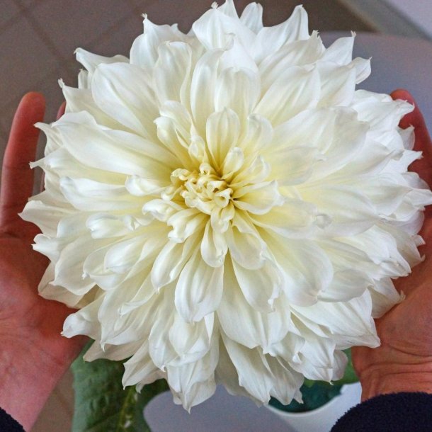 Dahlia Fleurel