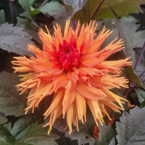 Dahlia Iron in the Fire