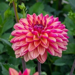 Dahlia Madame Antoinette