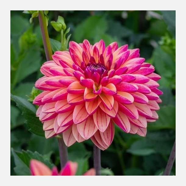 Dahlia Madame Antoinette