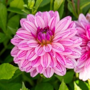 Dahlia Miya
