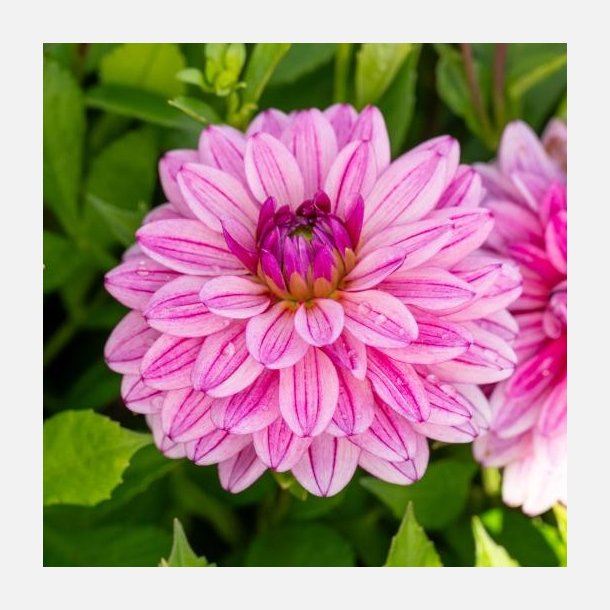 Dahlia Miya