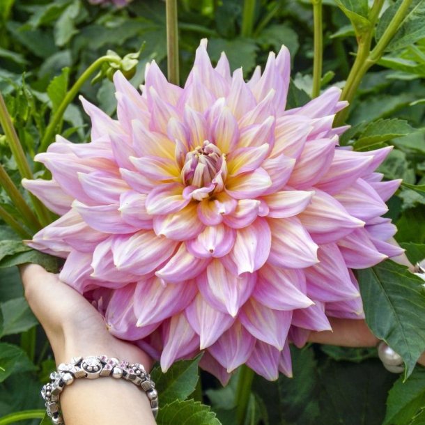 Dahlia Strawberry Ice