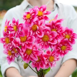 Dahlia Edith Jones