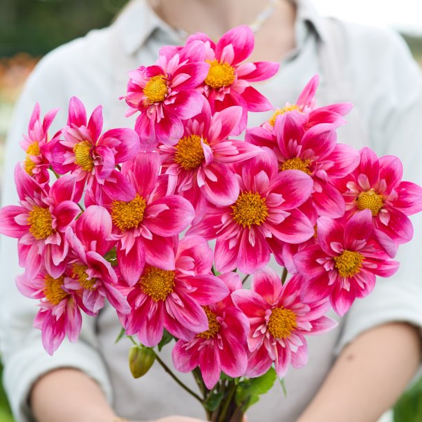 Dahlia Edith Jones