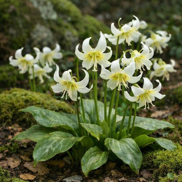 Hundetand White Beauty 4 l�g