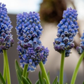 Muscari Flower Power 10 lg