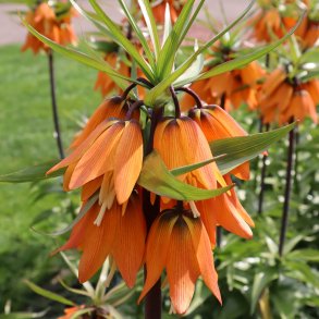 Kejserkrone Early Dream 1 lg