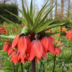 Kejserkrone Red Beauty 1 lg