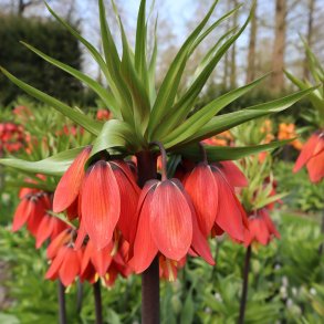 Kejserkrone Red Beauty 1 lg