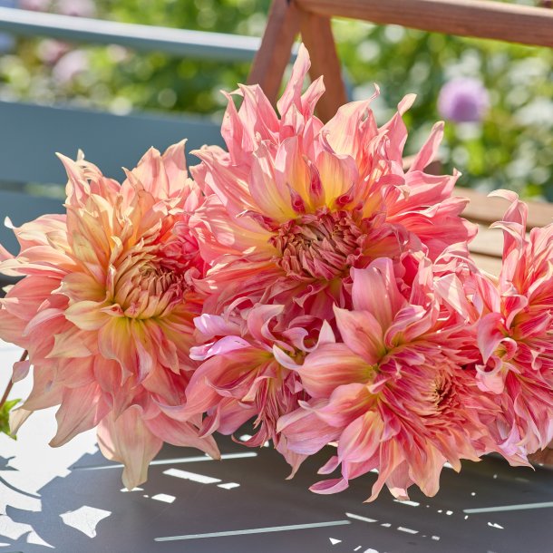 Dahlia Funky Island
