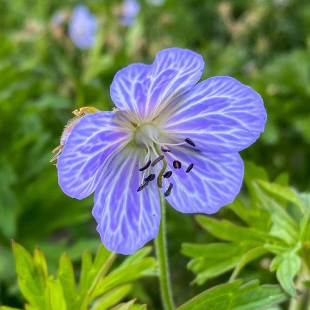 Geranium Mrs. Kendal Clark