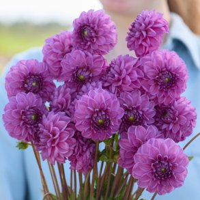 Dahlia Gipsy Lady